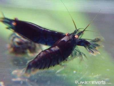 Фото Синяя тигровая креветка Blue Tiger, Caridina cantonensis sp blue  (photo#3398)