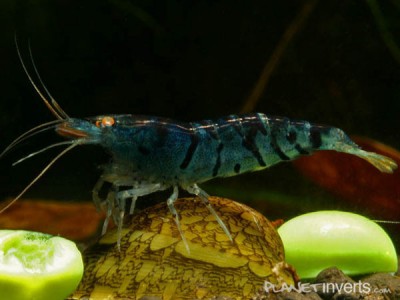 Фото Синяя тигровая креветка Blue Tiger, Caridina cantonensis sp blue  (photo#3399)