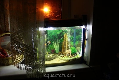Фото Мой первый аквариум 40 литров Yami  (photo#33992)
