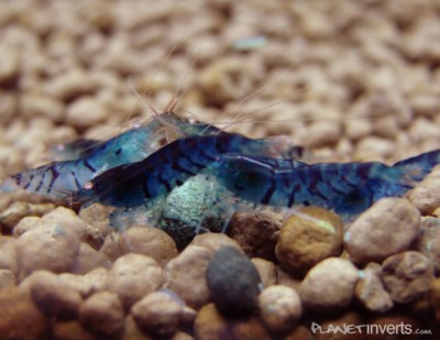 Фото Синяя тигровая креветка Blue Tiger, Caridina cantonensis sp blue  (photo#3401)