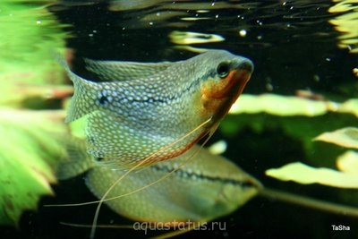 Перенаселение аквариума