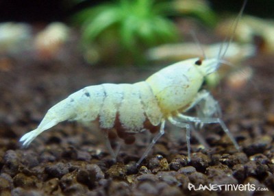Фото Золотая пчела, золотой кристал Caridina cantonensis sp. Golden Bee  (photo#3415)