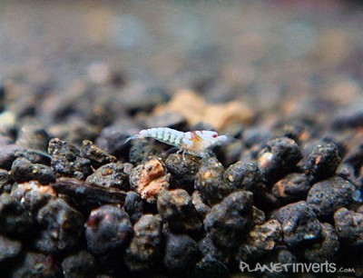 Фото Золотая пчела, золотой кристал Caridina cantonensis sp. Golden Bee  (photo#3416)