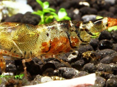 Фото Оранжевая пчела Orange Bee Shrimp, Caridina cf. cantonensis Orange Bee  (photo#3419)