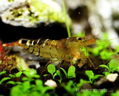 Фото Оранжевая пчела Orange Bee Shrimp, Caridina cf. cantonensis Orange Bee  (photo#3420)