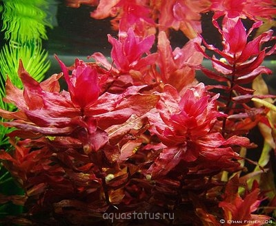 Ротала крупнотычинковая (Rotala macrandra)