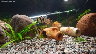 Коряга в аквариуме