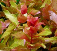Ротала крупнотычинковая (Rotala macrandra)