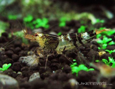 Фото Оранжевая пчела Orange Bee Shrimp, Caridina cf. cantonensis Orange Bee  (photo#3421)