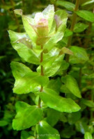 Ротала крупнотычинковая (Rotala macrandra)