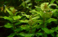 Ротала крупнотычинковая (Rotala macrandra)