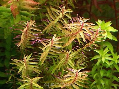 Ротала крупнотычинковая (Rotala macrandra)