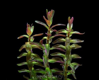 Ротала крупнотычинковая (Rotala macrandra)