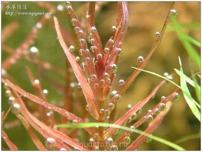Ротала крупнотычинковая (Rotala macrandra)