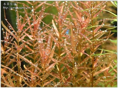 Ротала крупнотычинковая (Rotala macrandra)