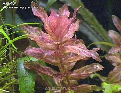 Ротала крупнотычинковая (Rotala macrandra)