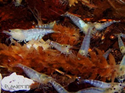 Фото Белая пчела White Bee Shrimp, Caridina cantonensis sp. White Bee  (photo#3423)