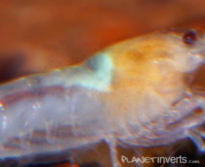 Фото Белая пчела White Bee Shrimp, Caridina cantonensis sp. White Bee  (photo#3424)