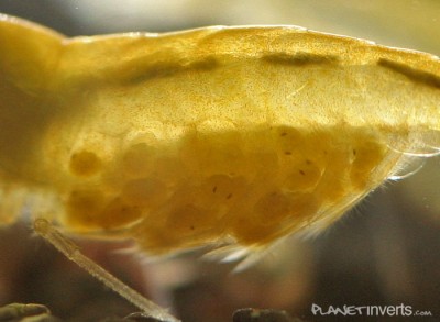 Фото Желтая креветка Neocaridina heteropoda var yellow , Yellow Shrimp  (photo#3426)