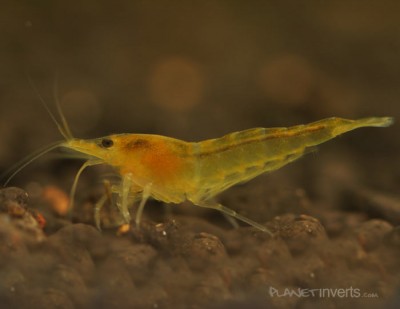 Фото Желтая креветка Neocaridina heteropoda var yellow , Yellow Shrimp  (photo#3427)
