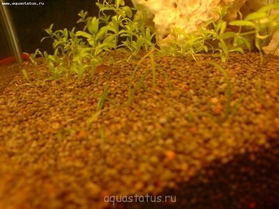 Опознание аквариумных растений