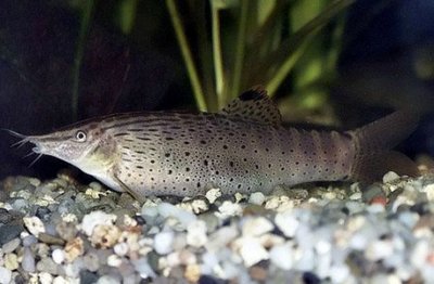 Фото Боция Бьюфорта Syncrossus beauforti  (photo#34342)
