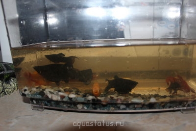 Фото Мой первый аквариум 40 литров Yami  (photo#34428)