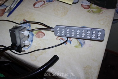 Фото Мой первый аквариум 40 литров Yami  (photo#34430)