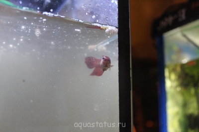 Фото Мой первый аквариум 40 литров Yami  (photo#34436)