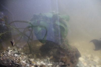 Фото Мой первый аквариум 40 литров Yami  (photo#34438)