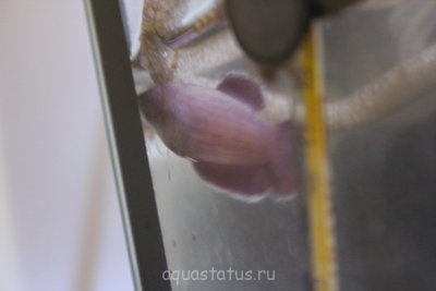 Фото Мой первый аквариум 40 литров Yami  (photo#34439)