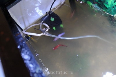 Фото Мой первый аквариум 40 литров Yami  (photo#34444)