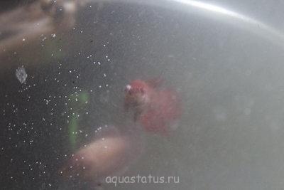 Фото Мой первый аквариум 40 литров Yami  (photo#34445)