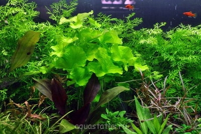 Нимфоидес (Nymphoides sp. Flipper ("Taiwan")