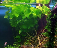 Нимфоидес (Nymphoides sp. Flipper ("Taiwan")