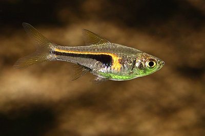 Фото Расбора Хенгеля Rasbora hengeli  (photo#34548)