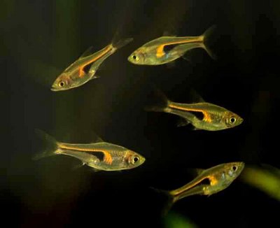 Фото Расбора Хенгеля Rasbora hengeli  (photo#34549)