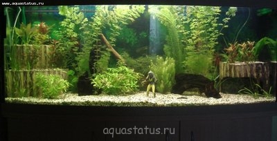 Фото Налет на стеклах и растениях (photo#34593)