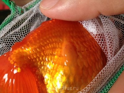 Золотые рыбки после плохого содержания