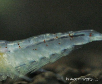 Фото Синяя жемчужина Blue Pearl Shrimp, Neocaridina cf. zhangjiajiensis var. blue  (photo#3468)