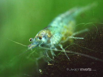 Фото Синяя жемчужина Blue Pearl Shrimp, Neocaridina cf. zhangjiajiensis var. blue  (photo#3469)