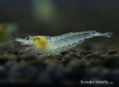 Фото Синяя жемчужина Blue Pearl Shrimp, Neocaridina cf. zhangjiajiensis var. blue  (photo#3470)