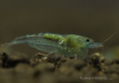 Фото Синяя жемчужина Blue Pearl Shrimp, Neocaridina cf. zhangjiajiensis var. blue  (photo#3471)