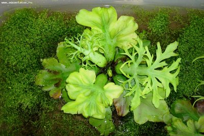 Цератоптерис крыловидный, "водяная капуста" (Ceratopteris pteridoides)