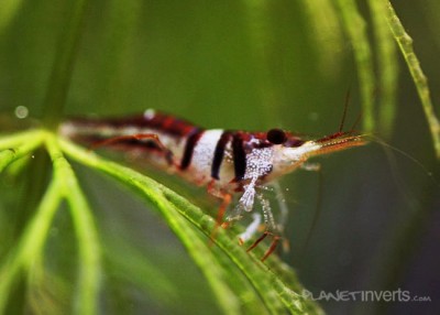Фото Креветка арлекин, арлекин Harlequin Shrimp, Caridina cf. spongicola  (photo#3476)
