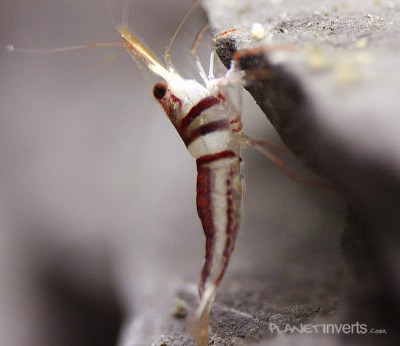 Фото Креветка арлекин, арлекин Harlequin Shrimp, Caridina cf. spongicola  (photo#3477)