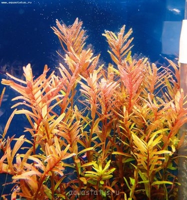 Ротала круглолистная (Rotala rotundifolia)