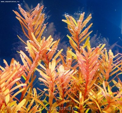 Ротала круглолистная (Rotala rotundifolia)