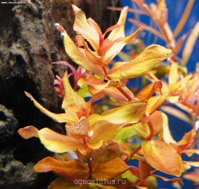 Ротала крупнотычинковая (Rotala macrandra)