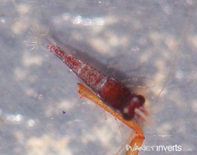 Фото Креветка Red Goldflake Red Goldflake Shrimp, Caridina sp. Red Goldflake  (photo#3485)